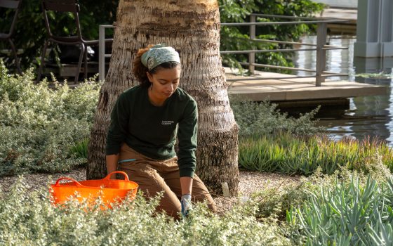 A person kneeling down in a garden bed, with an orange bucket beside them for plant pruning..
