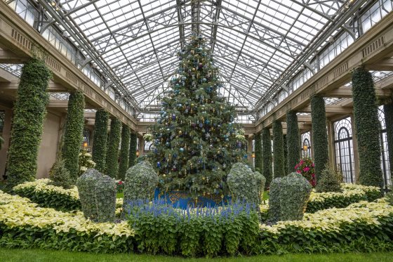 A scenic view of the Orangery during the 2025 Christmas season. The bright blue coleus spikes are featured in the foreground, leading the eye across a manicured green lawn toward glowing Christmas trees and ivy-wrapped stone pillars.