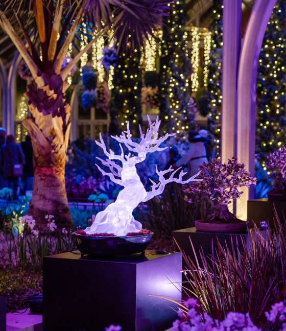 A completed, translucent crystalline bonsai tree sculpture glows with bright white light on a black pedestal at Longwood Gardens. It is displayed alongside real bonsai trees in a conservatory illuminated by purple and blue holiday lights.