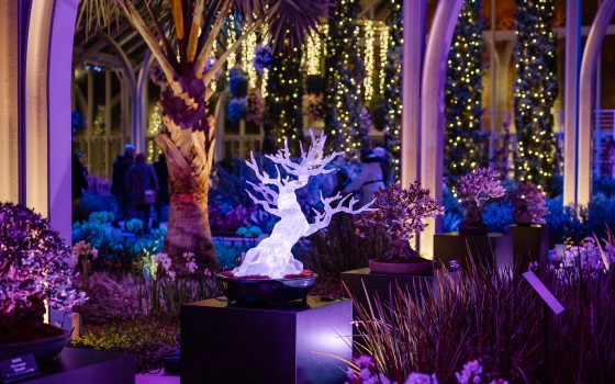 A completed, translucent crystalline bonsai tree sculpture glows with bright white light on a black pedestal at Longwood Gardens. It is displayed alongside real bonsai trees in a conservatory illuminated by purple and blue holiday lights.