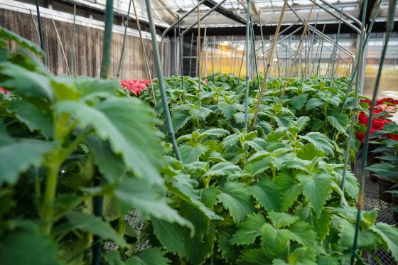 A row of young, leafy Coleus thyrsoideus plants growing in a greenhouse. The plants are supported by thin bamboo stakes and green metal poles. Potted red poinsettias are visible in the background, indicating preparation for a holiday display.