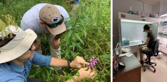 Left: Two researchers in the field wearing brimmed hats and sunglasses. One researcher is pointing at a cluster of small pink wildflowers growing amidst tall green grass and foliage.  Right: A person wearing a baseball cap and gloves works inside a sterile laboratory laminar flow hood. They are carefully manipulating plant samples or test tubes. The lab environment includes shelves of equipment and organized workspace.