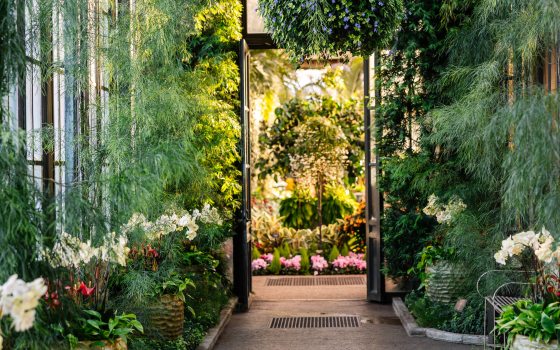 White orchids fill large containers along an indoor garden walk with overhanging floral baskets and cascading acacia to a view through open doors of a multi-colored and textured conservatory space beyond.