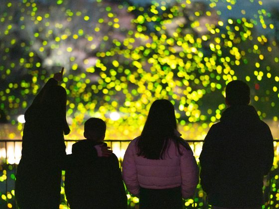 A wide shot from behind a family of four—two adults and two children—standing at a railing. They are silhouetted against a massive, dense cloud of glowing yellow and green lights that fill the frame. One person points upward toward the lights.