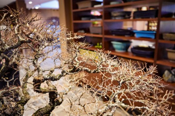 A high-angle perspective looking down through the dense, leafless canopy of the bonsai. The photo highlights the complex "twigginess" and structure of the branches, with the blurred background showing the wooden shelves and ceramic pots of a workshop or gallery.