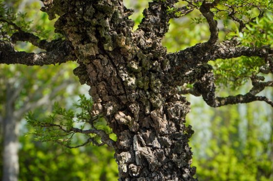 A close up of a cork bark bonsai tree. 