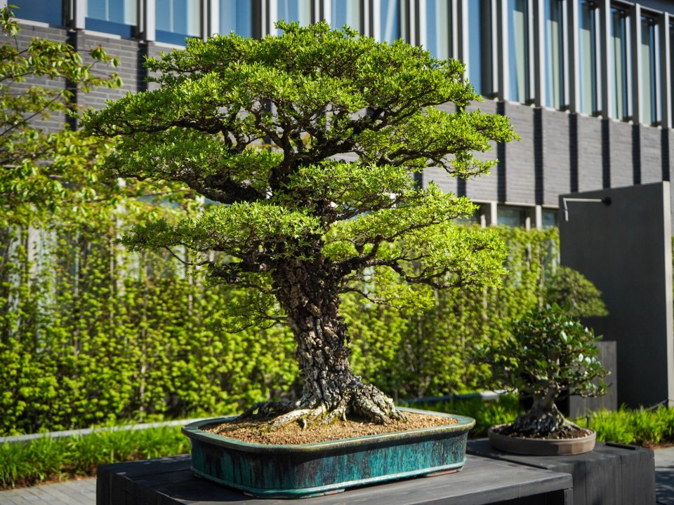 A cork bark elm bonsai, on a gray pedestal, on display in a courtyard. 
