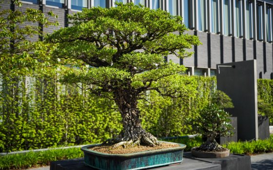 A cork bark elm bonsai, on a gray pedestal, on display in a courtyard. 