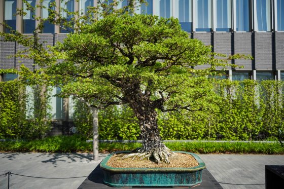 A cork bark elm bonsai, on a gray pedestal, on display in a courtyard. 