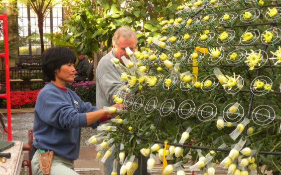 two people working on the 1000 bloom mum 