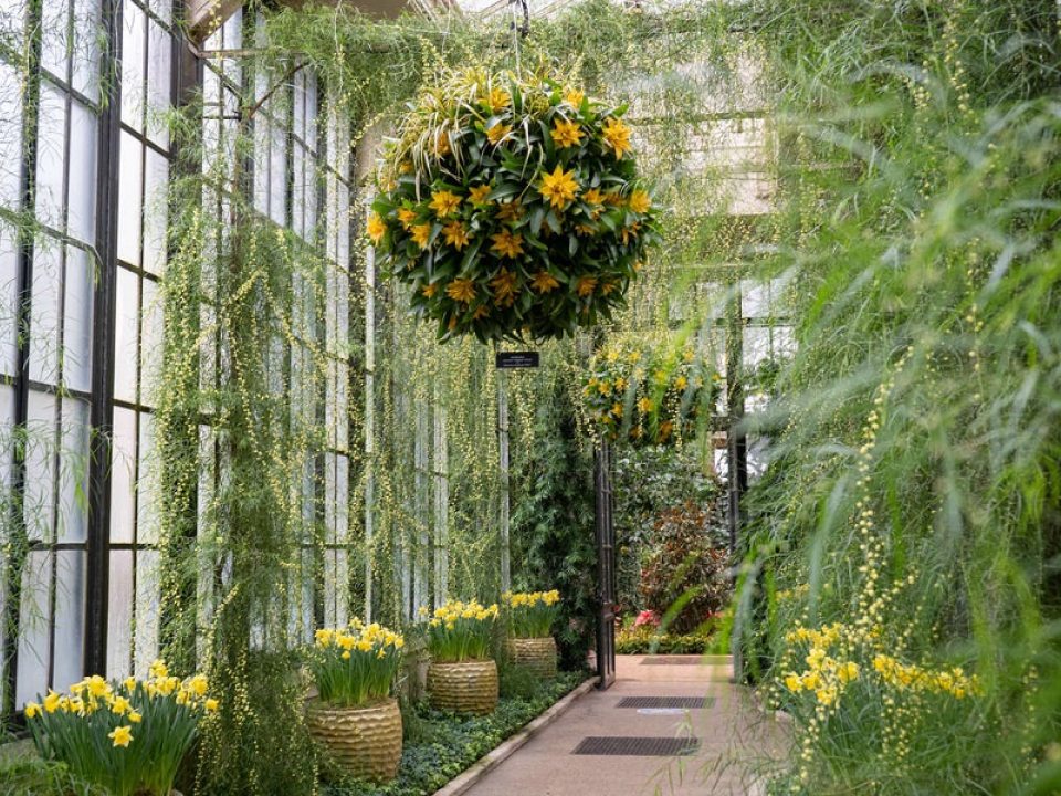 a hanging basket of yellow blooms suspended above a sunny hallway filled with greenery 