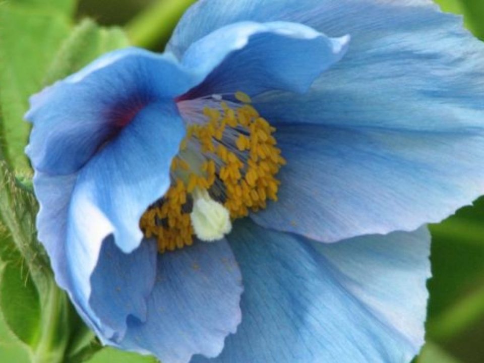 close up image of a blue poppy flower in full bloom