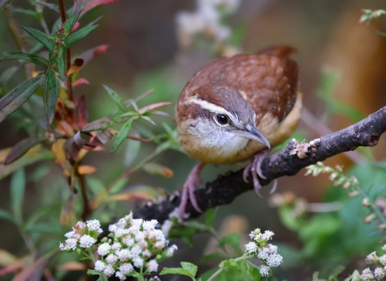 A brown and white bird on a branch with small white flowers.