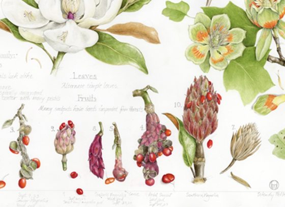 An insert of a book featuring a variety of botanical illustrations.