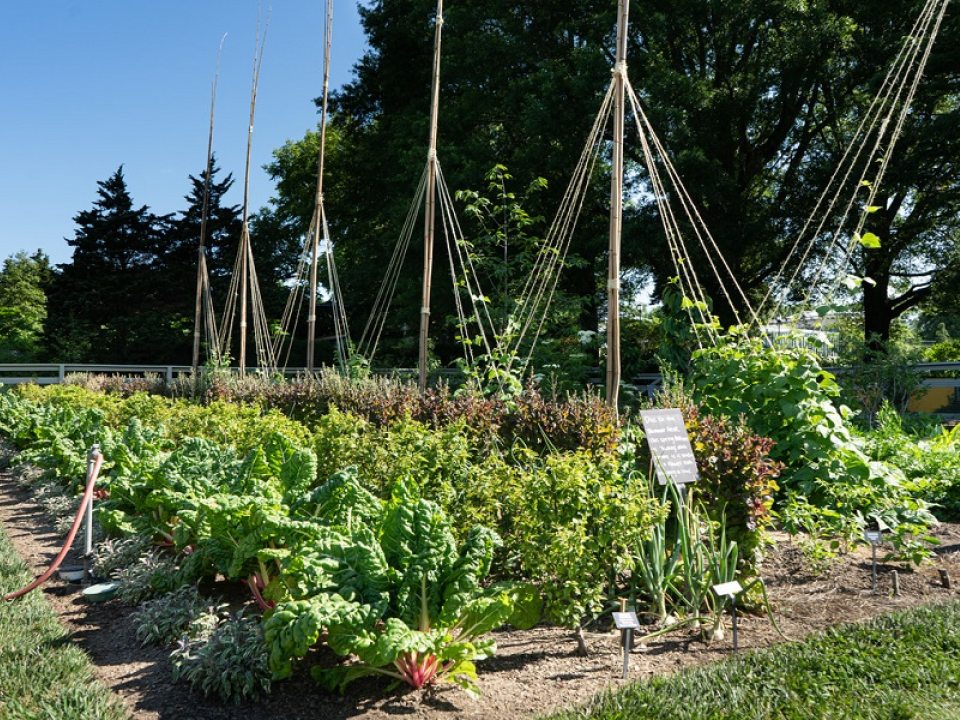 a plot of plant harvest