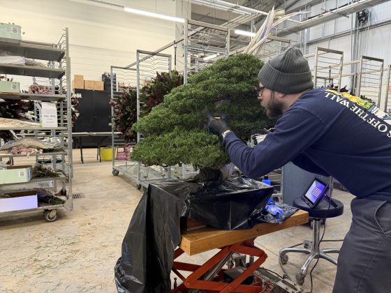 A person working on a large bonsai tree.