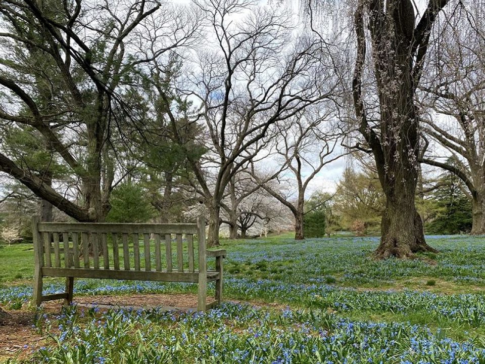 landscape of knoll trees with a bench in spring