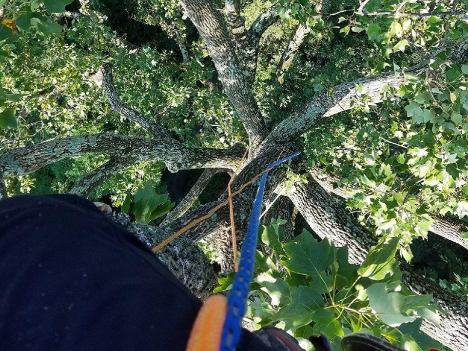 view from atop a tree from an arborist