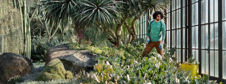A Professional Horticulture student works in Longwood's silver garden while being surrounded by lush green plants from desert climates. 