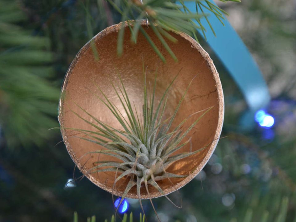 close up of an air plant ornament 