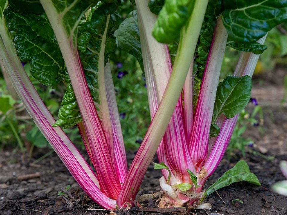 stem of green leafy vegetable in mulch 